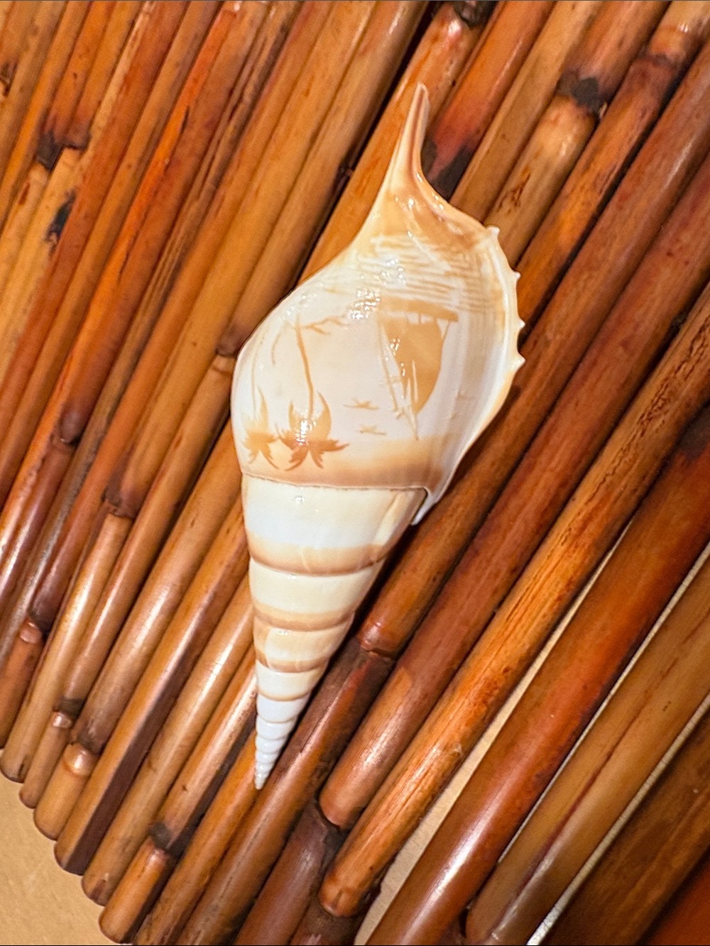 Tibia Seashell ~ Real Shells Carved Artwork Shell Accent - Cream and Tan
